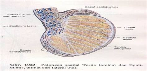 Sperma Di Testis Dan Epididimis ORGAN TUBUH MANUSIA