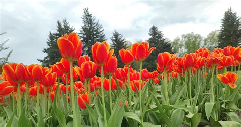 Zbli A Si Ostateczny Termin Sadzenia Tulipan W Pami Taj O Tych