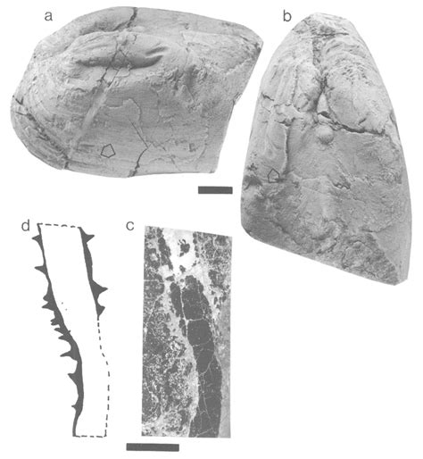 Representative fossils from the Sibay deposit. (a) Articulated ...
