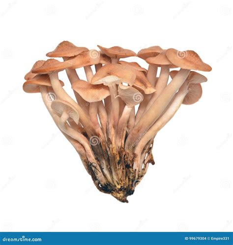 Armillaria Tabescens Ringless Honey Mushroom Royalty-Free Stock