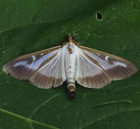 An Introduced Pyralid Moth Cydalima Perspectalis Bugguidenet