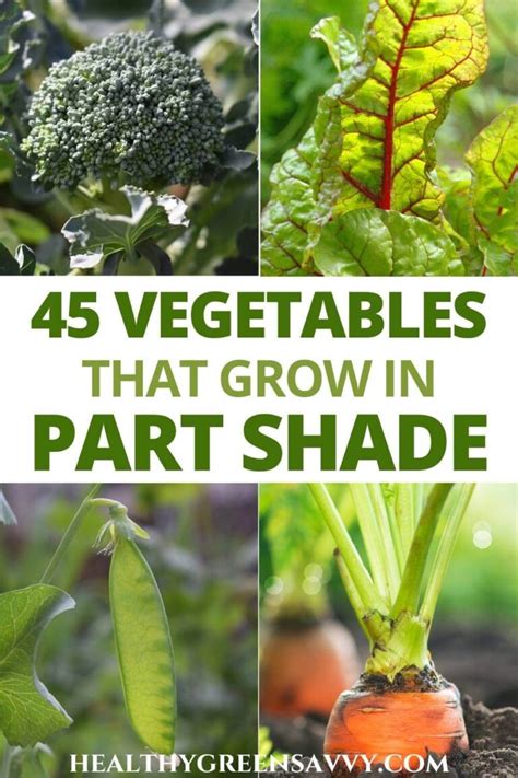 Vegetables That Grow In Shade Shade Tolerant Vegetables