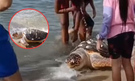 Encuentran Tortuga De Carey Muerta En Playa De Trujillo