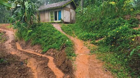 Bikin Tenang Hujan Di Pagi Hari Dan Pesawahan Yang Indah Suasana Nya