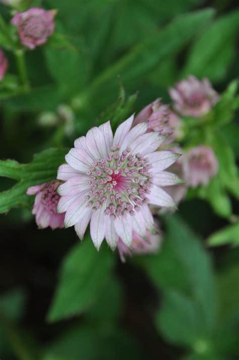 Zeeuwsknoopje Astrantia Astrantia Flowers Royal Icing Flowers