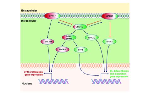 GPR17 Promotes OPC Proliferation And OLIG1 2 Mainly Induces OL