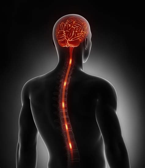 Chapter Central Nervous System Cns Diagram Quizlet