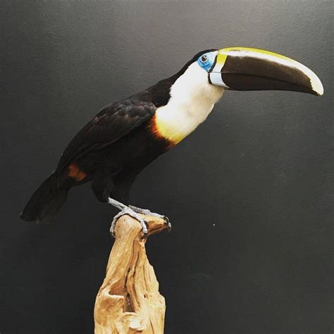 A Toucan Sitting On Top Of A Piece Of Wood With A Blue And Yellow Beak