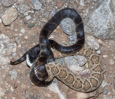 A Kingsnake and a Rattlesnake – Foothills Clusters Wildlife