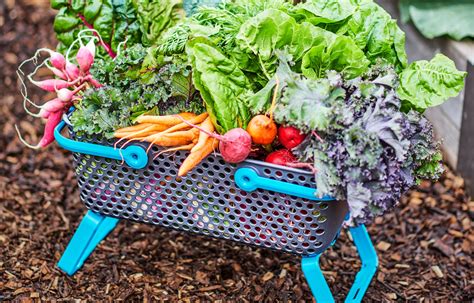 Blue Harvest Harvest Basket Garden Harvest Organic Vegetables