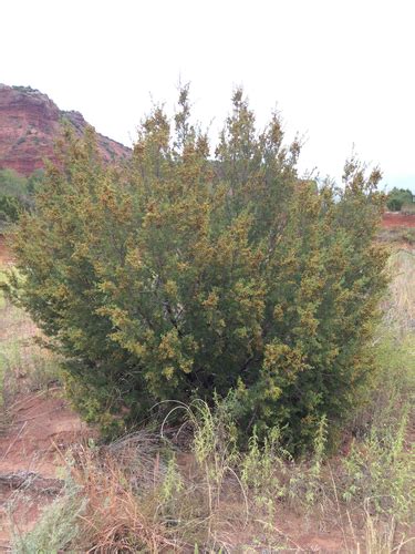 Redberry Juniper The Flora And Fauna Of Palo Duro Canyon INaturalist