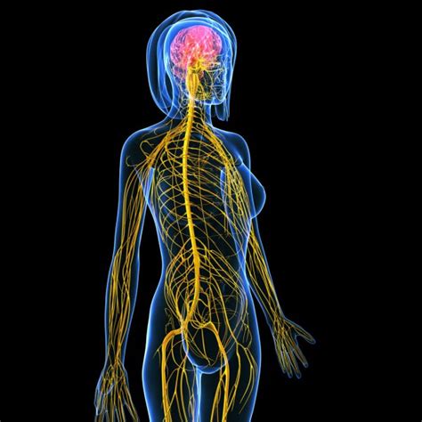 Nervous System Stock Photos Royalty Free Nervous System Images