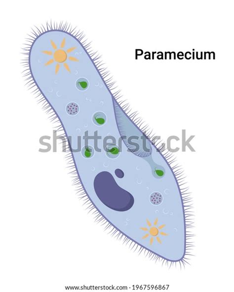 Structure Paramecium Caudatum Educational Illustration Stock