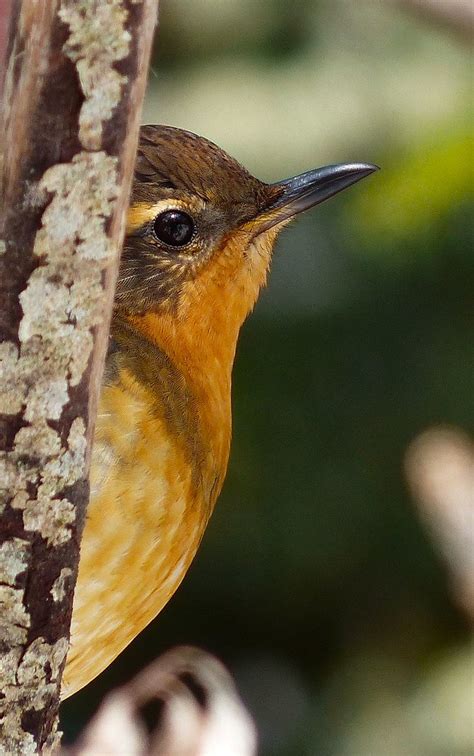 Female Varied Thrush Eugene Beckes Flickr