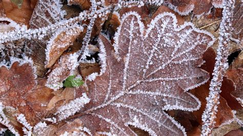 Wallpaper Leaves Frost Autumn Macro Hd Picture Image