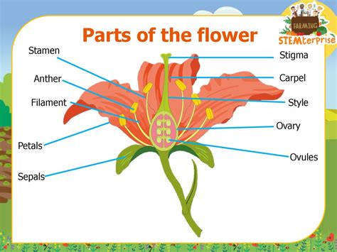 Stage 2 Plant Reproduction Ppt Download