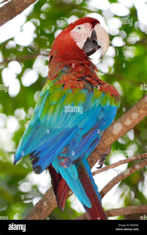 Rouge Bleu Et Vert De L Ara Ara Chloroptera Psittacidae Canaima