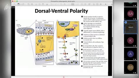 Developmental Biology Drosophila Part 3 YouTube