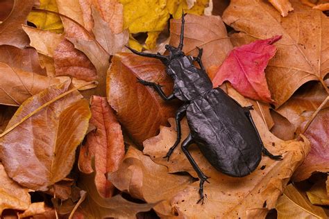 amazingly realistic  origami insects