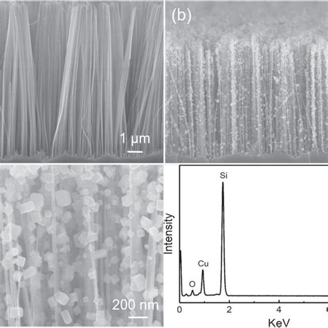 Cross Section SEM Images Of A Bare Si Nanowire Arrays Si Nanowire