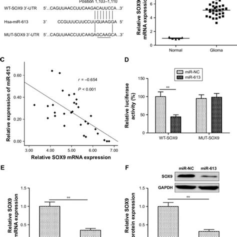 Sox Is A Direct Target Of Mir In Glioma Cells Notes A The