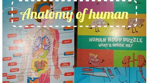 Basic Human Anatomy Internal Organs Of Human Body Organ Systems Of