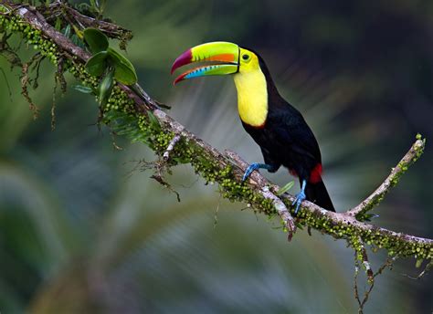 Fantastic Hd Wallpaper Toucan, Exotic Tropical Bird : Wallpapers13.com