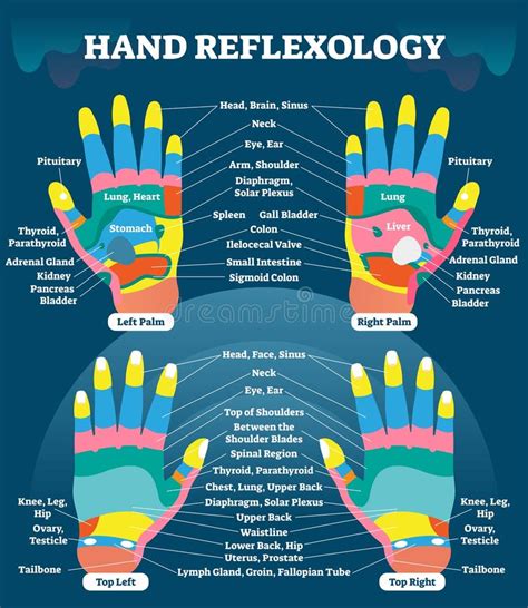 Hand Reflexology Chart Description Stock Vector Illustration Of Acupressure Aesthetic 42172160