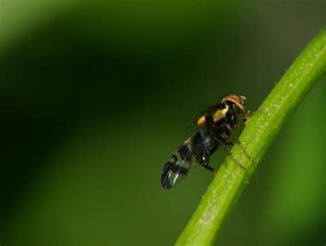 Rhagoletis Cerasi Photo Michel Ehrhardt Galerie Insecte Org