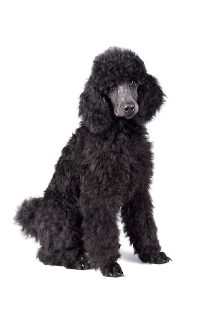 Premium Photo | Black poodle