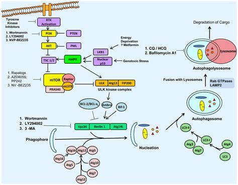 Autophagy Signaling