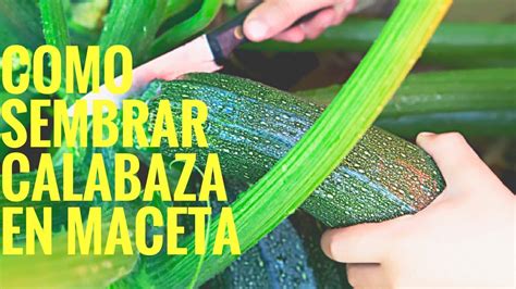 Cómo Sembrar Calabaza calabacín en Maceta 2024 cultivo de calabaza