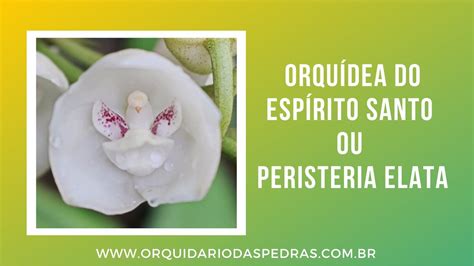 Orquidea Do Espirito Santo - Orquídea do Espírito Santo ou Peristeria Elata - YouTube