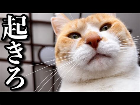 起こし方が超絶かわいい猫のモーニングルーティン Live2newsまとめ（β3）