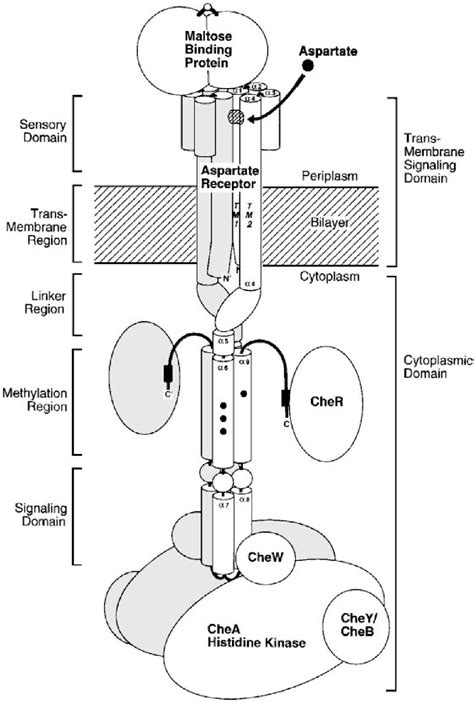 Figure 1 From The Two Component Signaling Pathway Of Bacterial