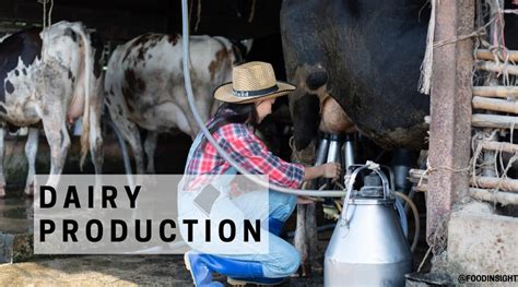 A Quick Look Into Dairy Production Food Insight