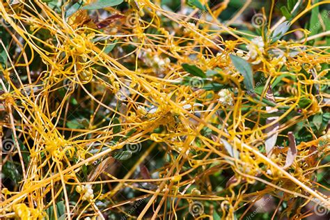 Dodder Genus Cuscuta Is The Parasite Wraps Stock Photo Image Of Flora