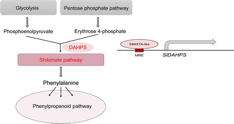 Trichome Regulator SlMIXTAlike Directly Manipulates Primary Metabolism