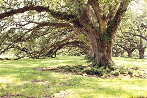 15 Best Collection Of Live Oak Tree Wall Art