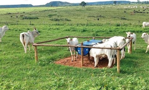 Cocho Criativo E Barato Para Creep Feeding Solo Fertil