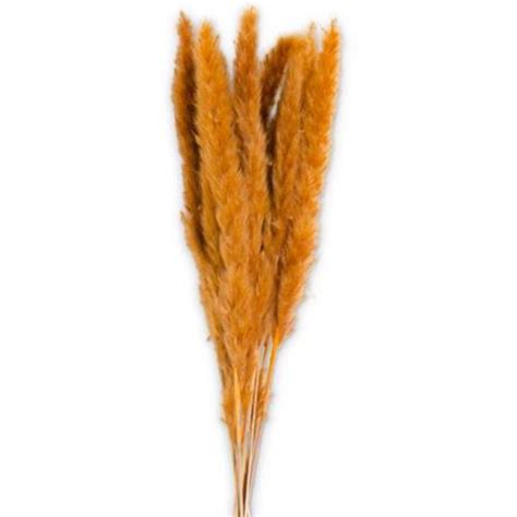 Orange Pampas Grass Bundle 10 12 My Site