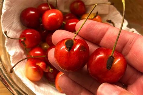 7 Astuces pour Conserver des Cerises Fraîches Pendant des Mois