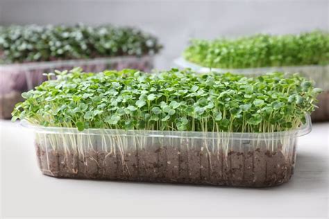 Fresh Organic Microgreen in Plastic Containers on White Table Stock ...