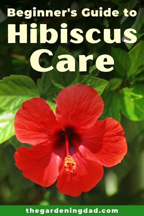 Ultimate Guide To Indoor Hibiscus Care Artofit