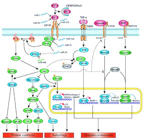 Igf 1 Signaling Pathways In The Figure The Signaling Molecules And