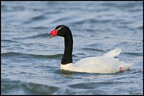 Black-necked Swan