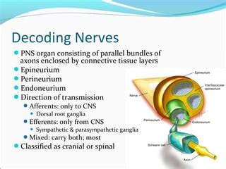 Peripheral Nervous System Ppt