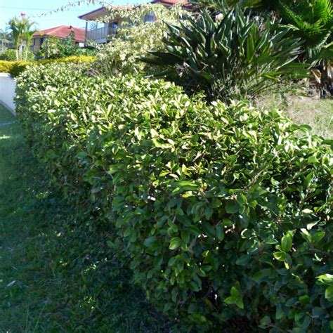 Ficus Pumila Queensland Gardening Pages Brisbane Qld