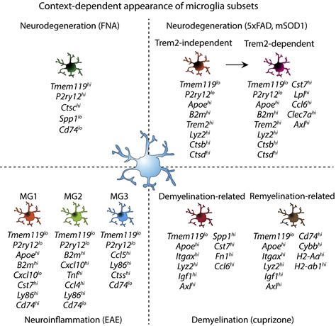 Microglia Heterogeneity In The Single Cell Era Cell Reports