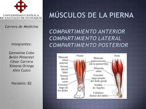 PDF Musculos De La Pierna DOKUMEN TIPS